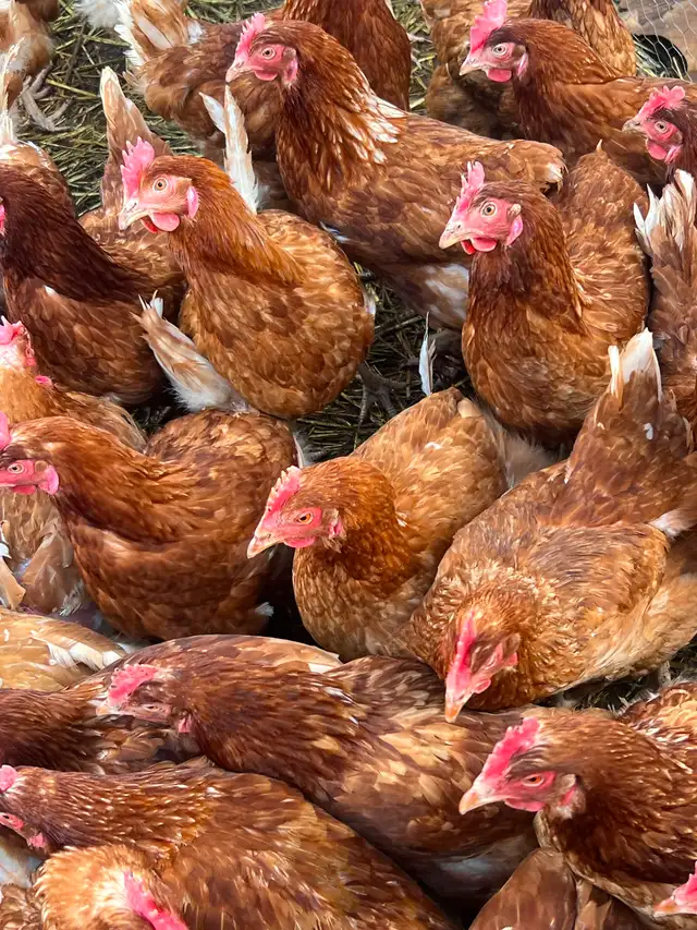 Laying Hens - Photo 3