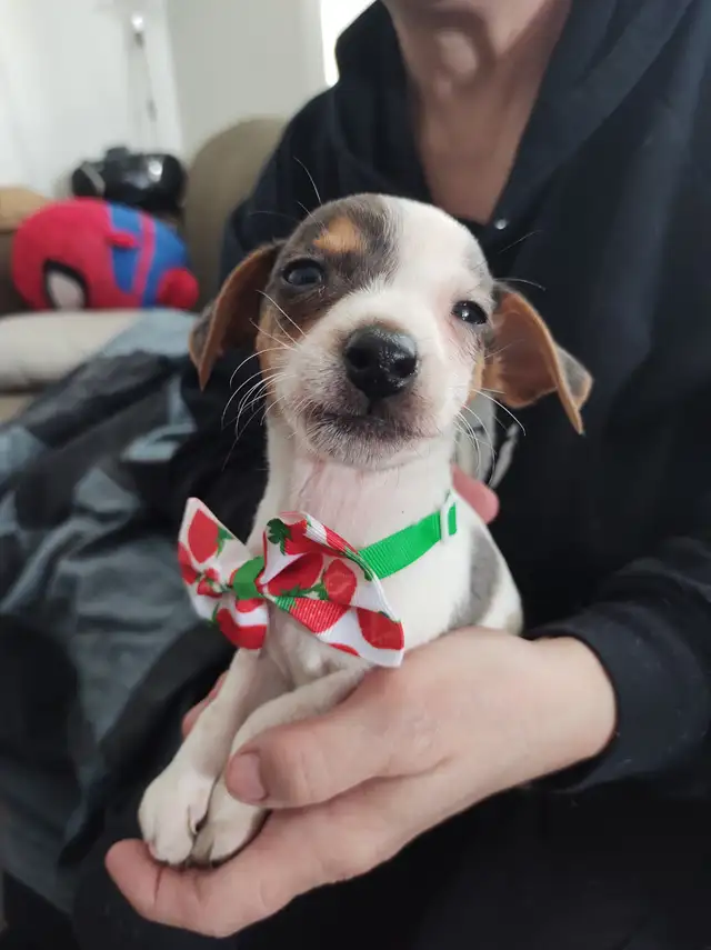 Jack Russell x Chihuahua (Jack-chi's)