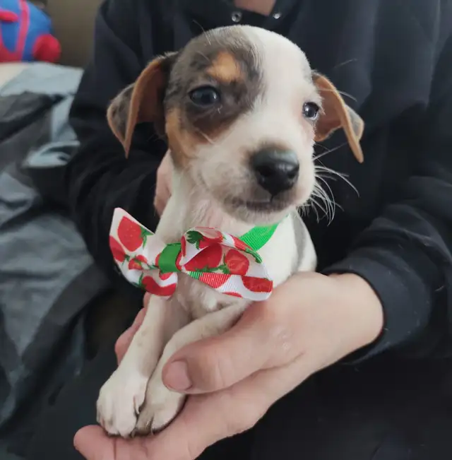 Jack Russell x Chihuahua (Jack-chi's) - Photo 2