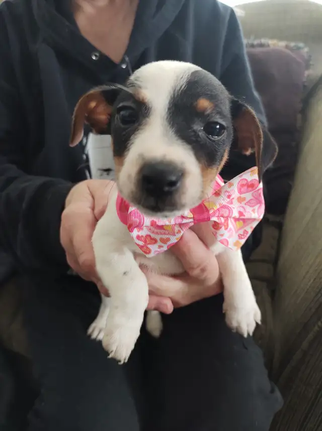 Jack Russell x Chihuahua (Jack-chi's) - Photo 3