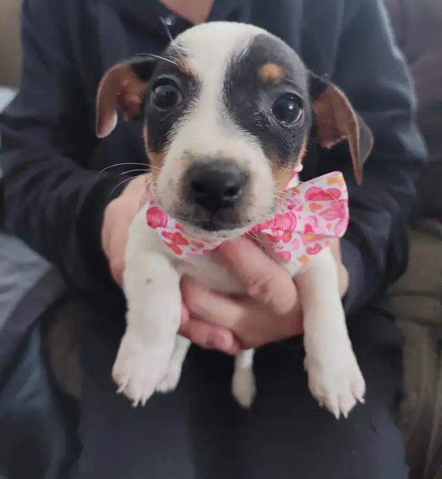 Jack Russell x Chihuahua (Jack-chi's) - Photo 4
