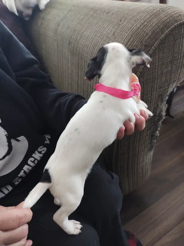 Jack Russell x Chihuahua (Jack-chi's) - Photo 5