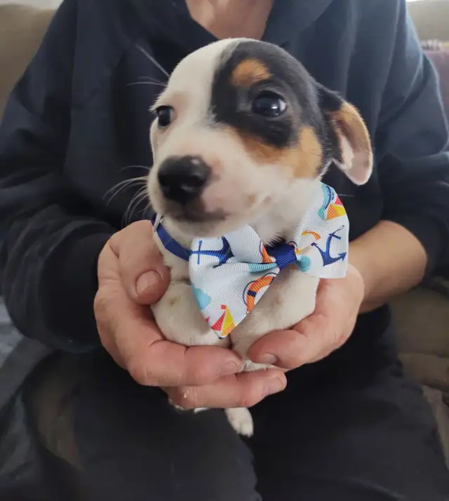 Jack Russell x Chihuahua (Jack-chi's) - Photo 6