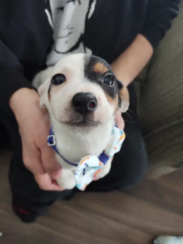 Jack Russell x Chihuahua (Jack-chi's) - Photo 7