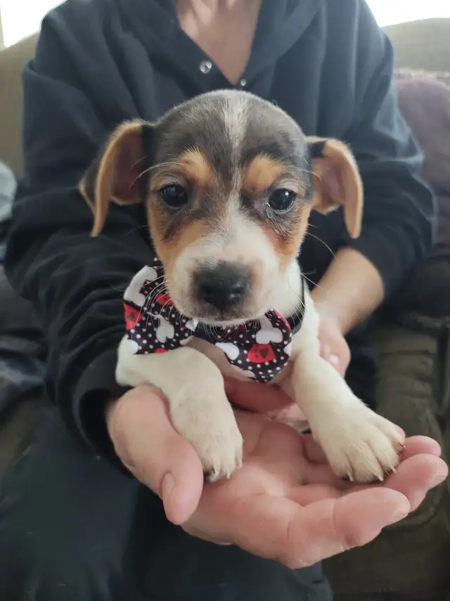 Jack Russell x Chihuahua (Jack-chi's) - Photo 8