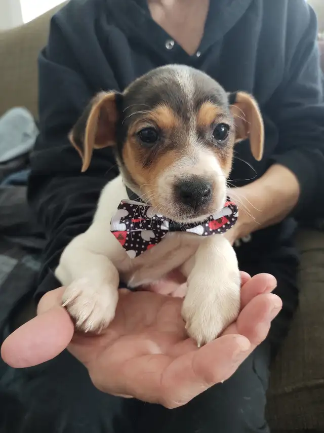 Jack Russell x Chihuahua (Jack-chi's) - Photo 9