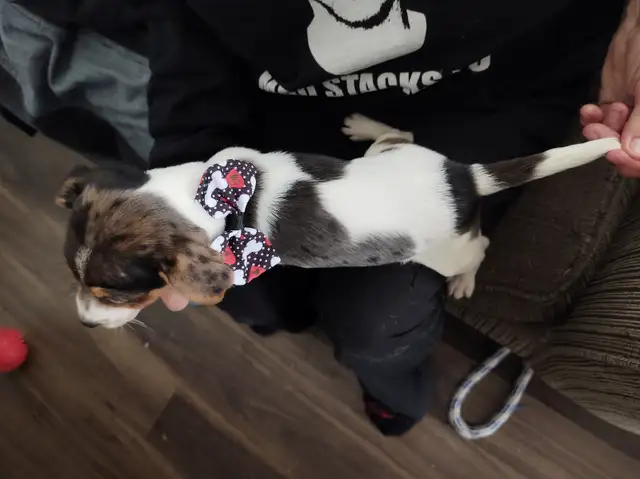 Jack Russell x Chihuahua (Jack-chi's) - Photo 10