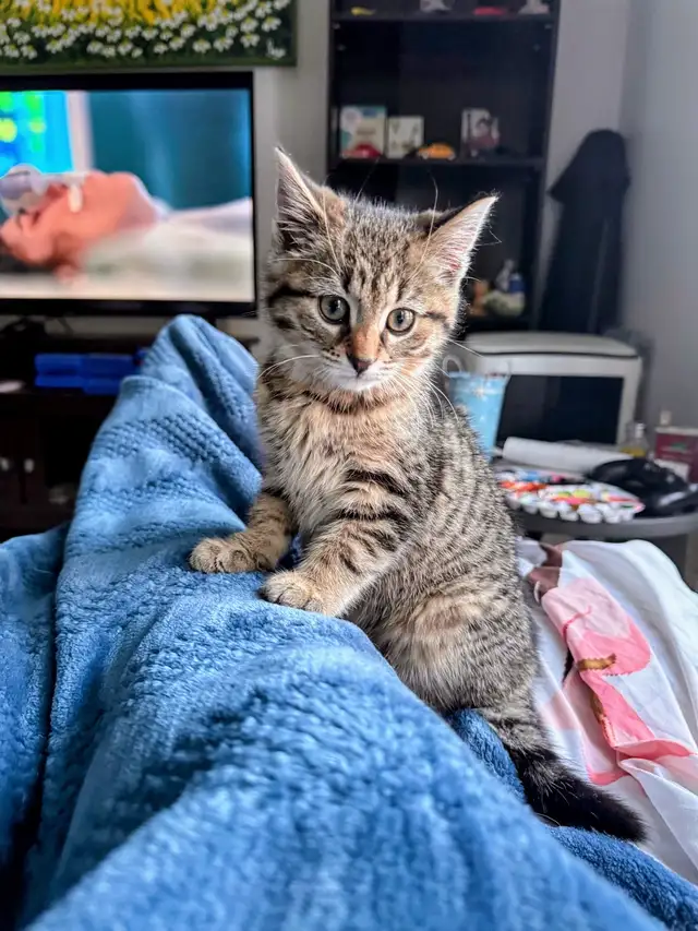 Un ami a perdu son chat