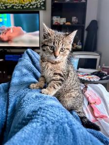 Un ami a perdu son chat