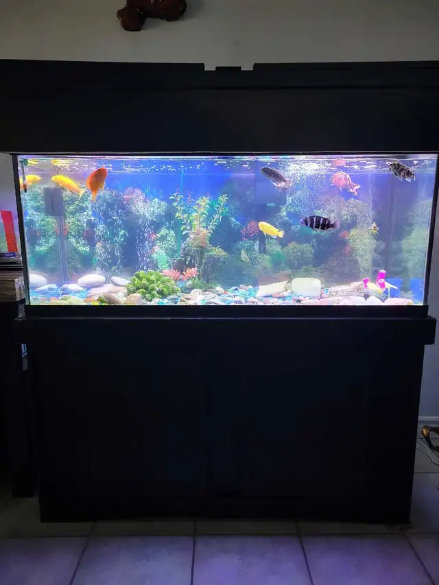 75 Gallon Aquarium For Sale