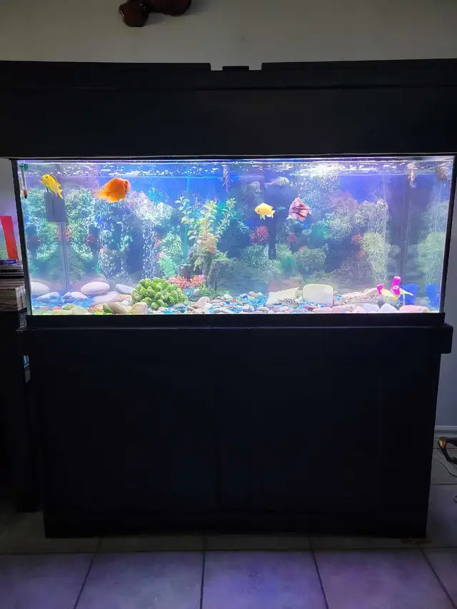 75 Gallon Aquarium For Sale - Photo 2