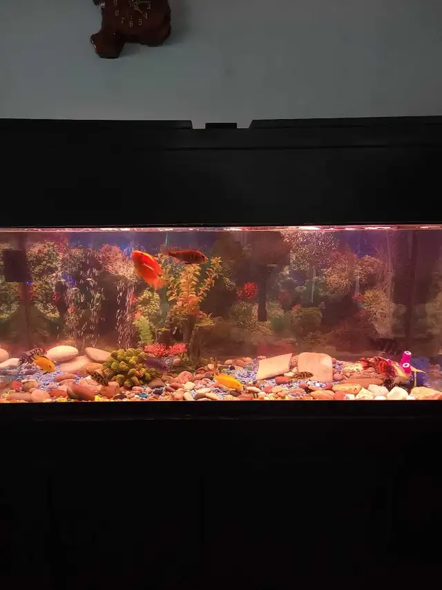 75 Gallon Aquarium For Sale - Photo 3