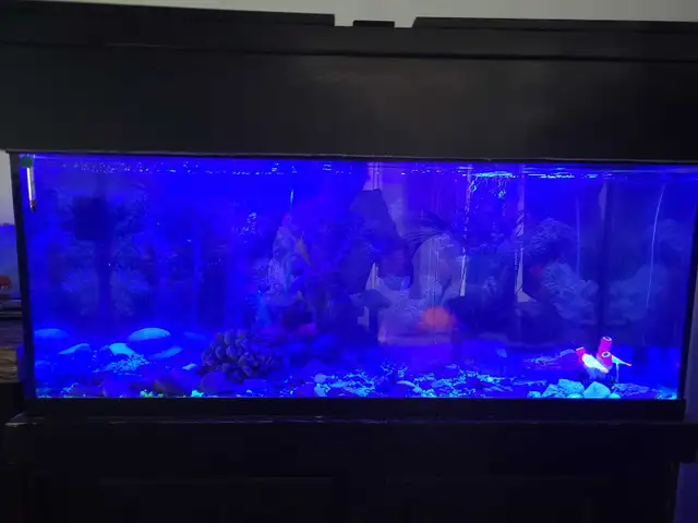 75 Gallon Aquarium For Sale - Photo 4
