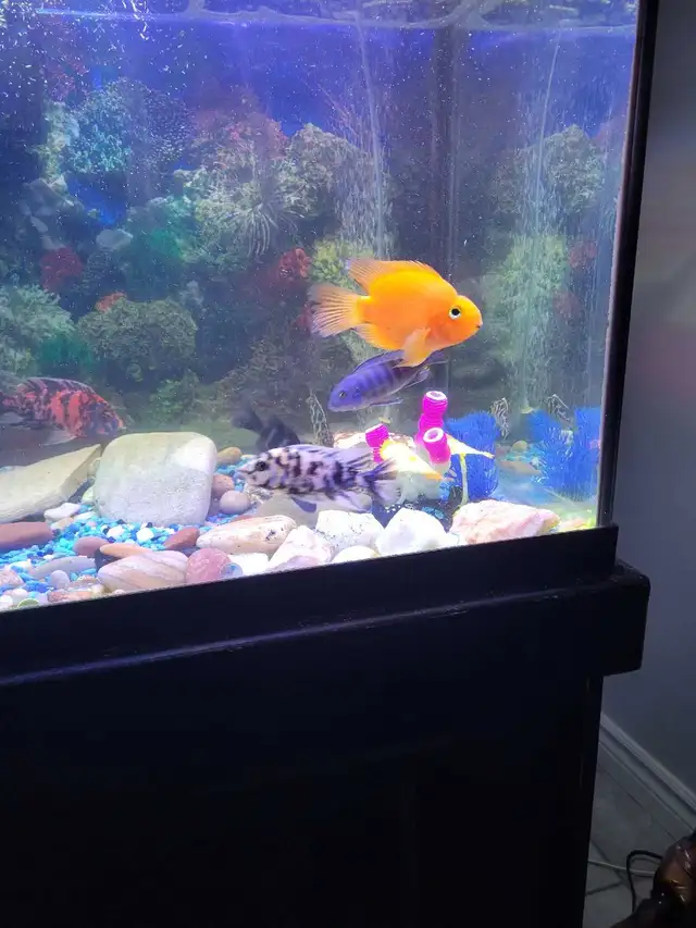 75 Gallon Aquarium For Sale - Photo 5