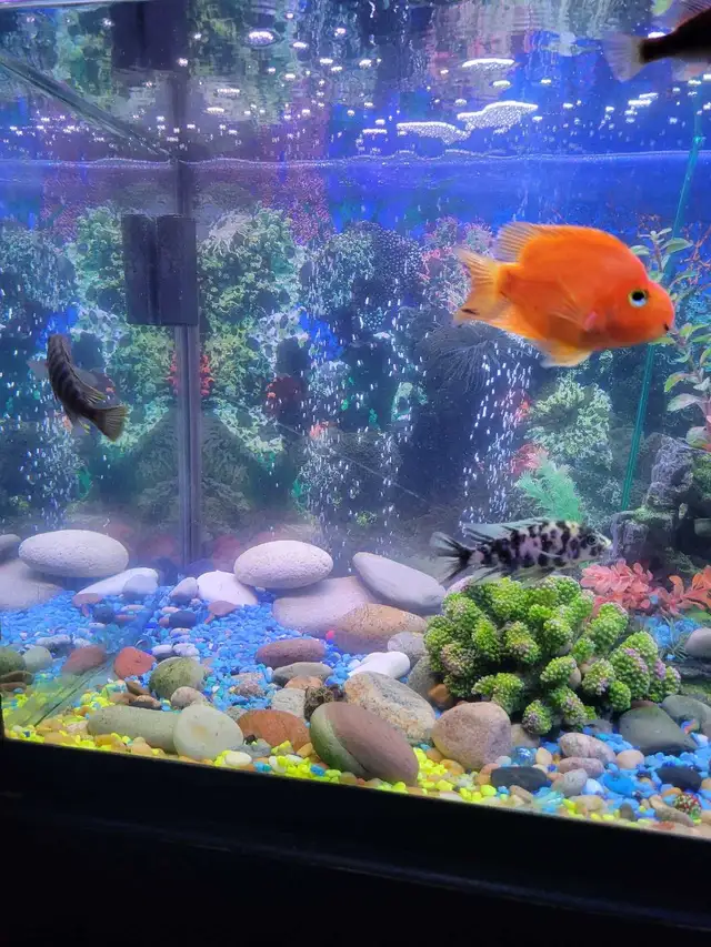75 Gallon Aquarium For Sale - Photo 6
