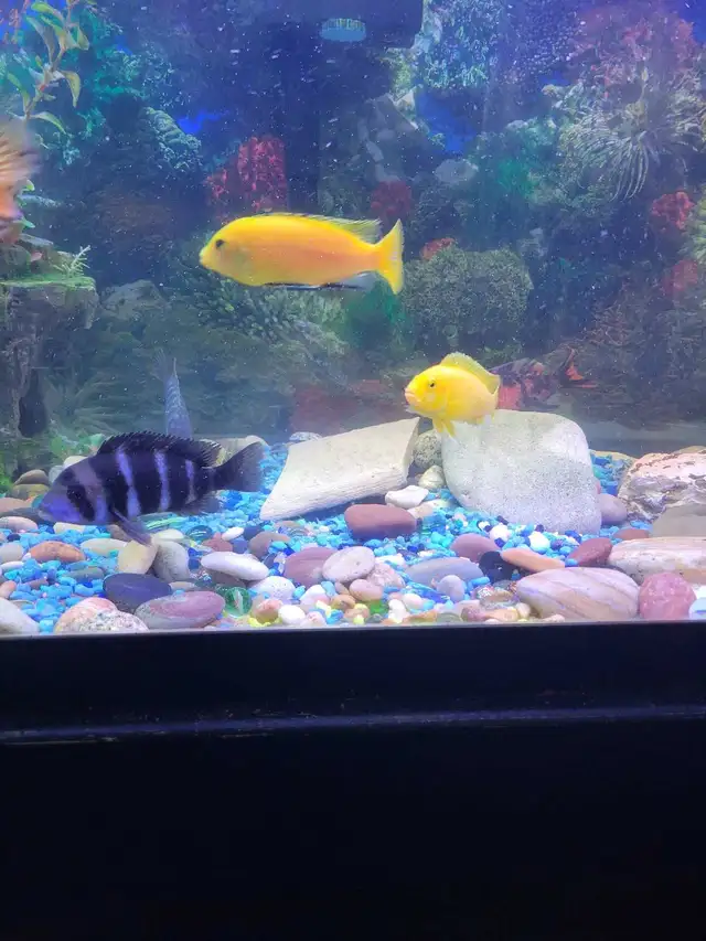 75 Gallon Aquarium For Sale - Photo 7