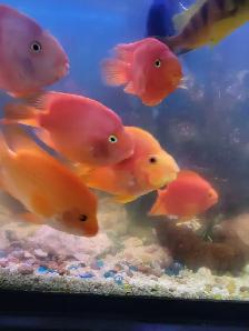 Parrot Fish For Sale