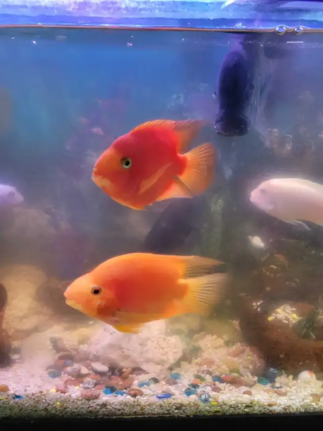 Parrot Fish For Sale - Photo 2