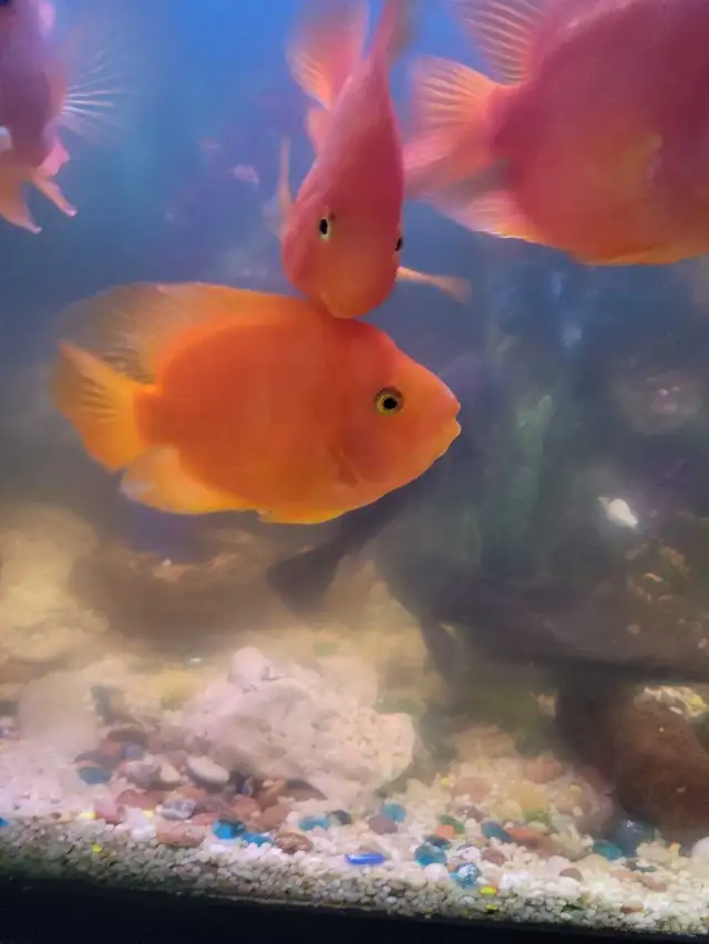 Parrot Fish For Sale - Photo 3