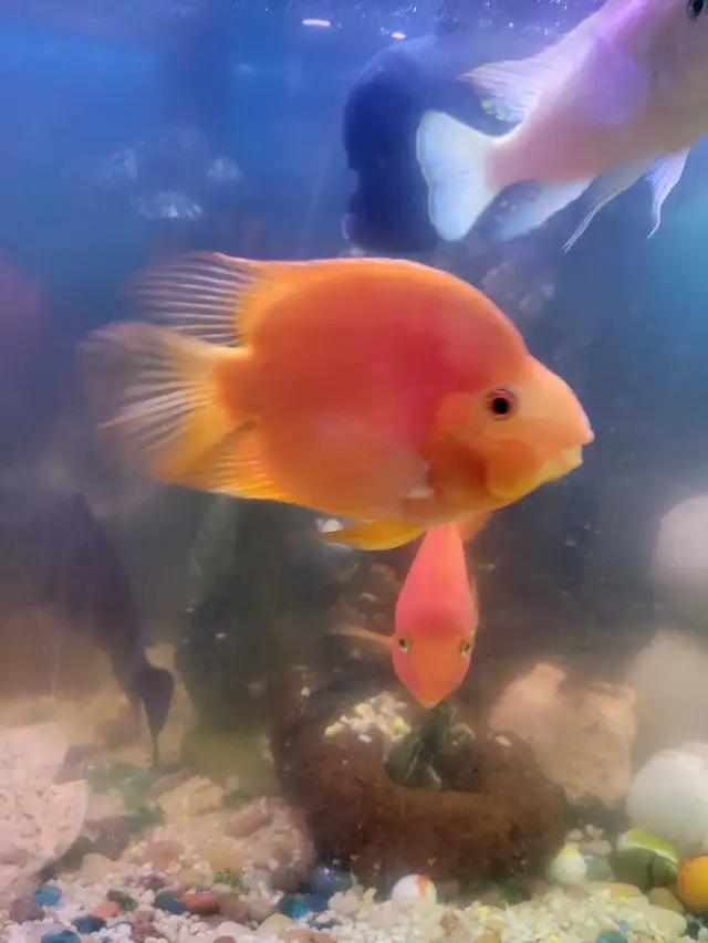 Parrot Fish For Sale - Photo 4