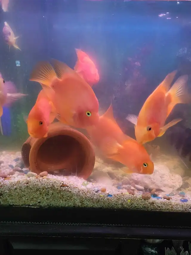 Parrot Fish For Sale - Photo 5