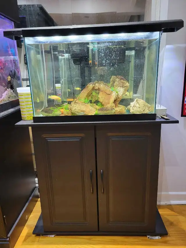 20 Gallon Aquarium For Sale - Photo 3