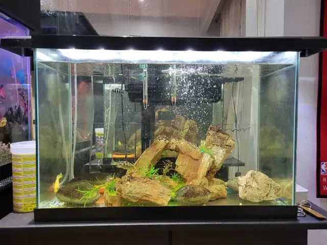 20 Gallon Aquarium For Sale - Photo 6