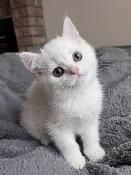 Stunning Registered Silver Shorthair female