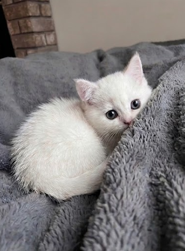 Stunning Registered Silver Shorthair female - Photo 2