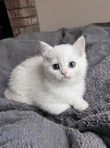Stunning Registered Silver Shorthair female - Photo 3