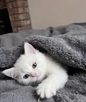 Stunning Registered Silver Shorthair female - Photo 4