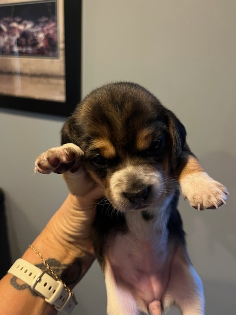 Beagle Puppies - Photo 2