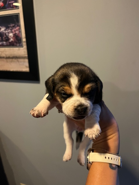 Beagle Puppies - Photo 3