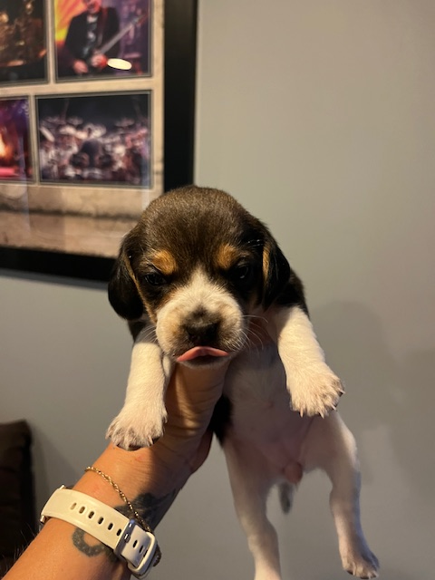 Beagle Puppies - Photo 4