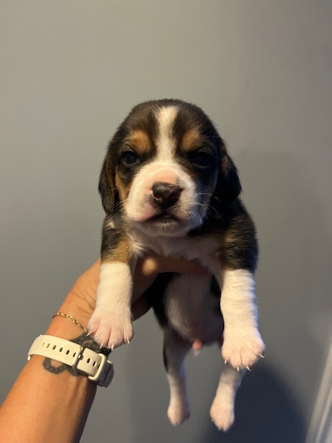 Beagle Puppies - Photo 5