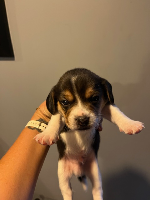 Beagle Puppies - Photo 6
