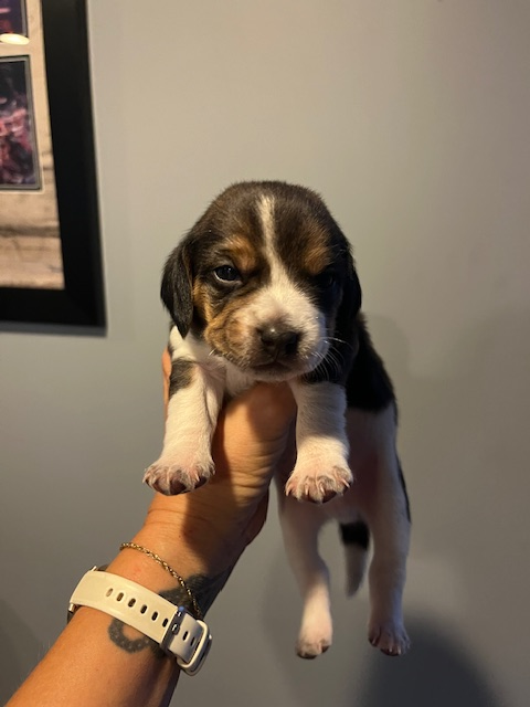 Beagle Puppies - Photo 7