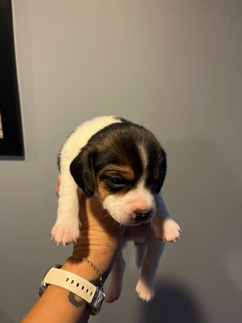 Beagle Puppies - Photo 8