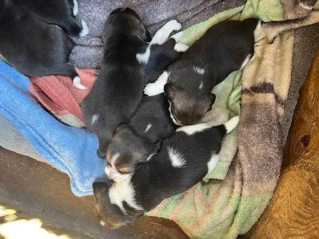 Beagle Puppies - Photo 9