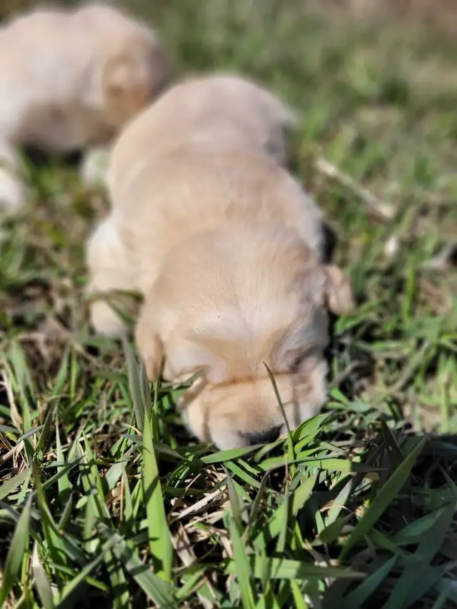White / Yellow Lab Puppies - Photo 3
