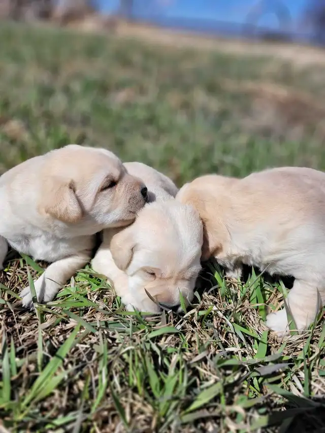 White / Yellow Lab Puppies - Photo 4