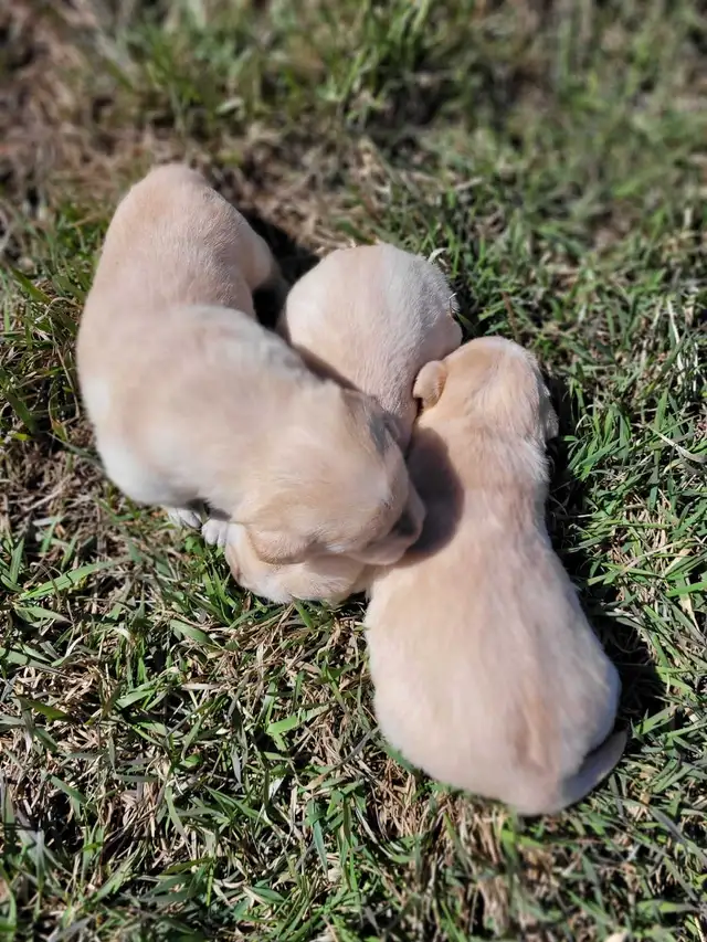 White / Yellow Lab Puppies - Photo 6