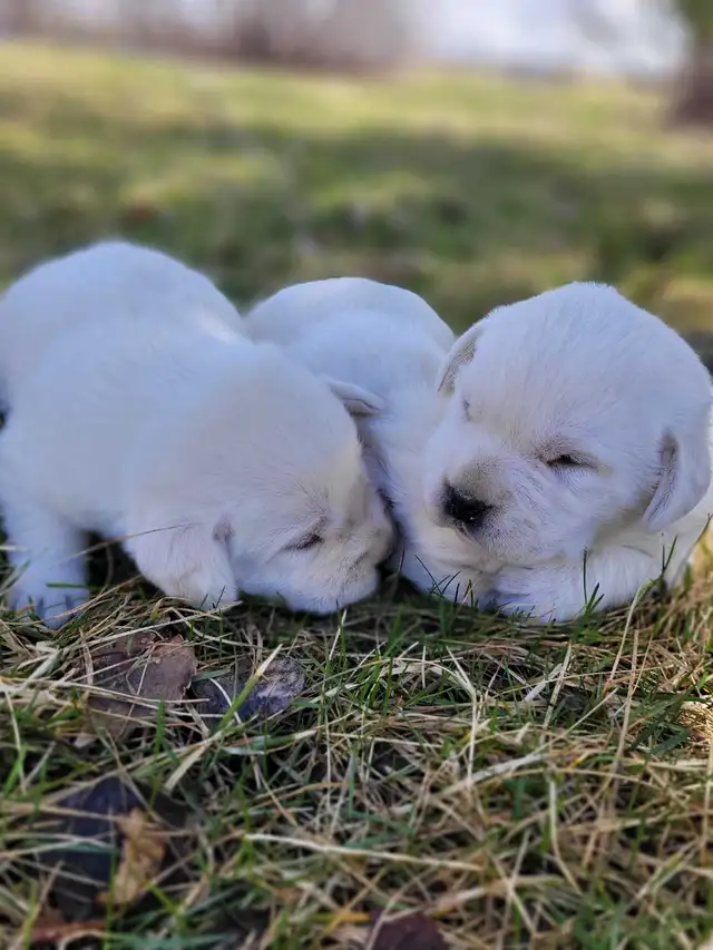 White / Yellow Lab Puppies - Photo 7