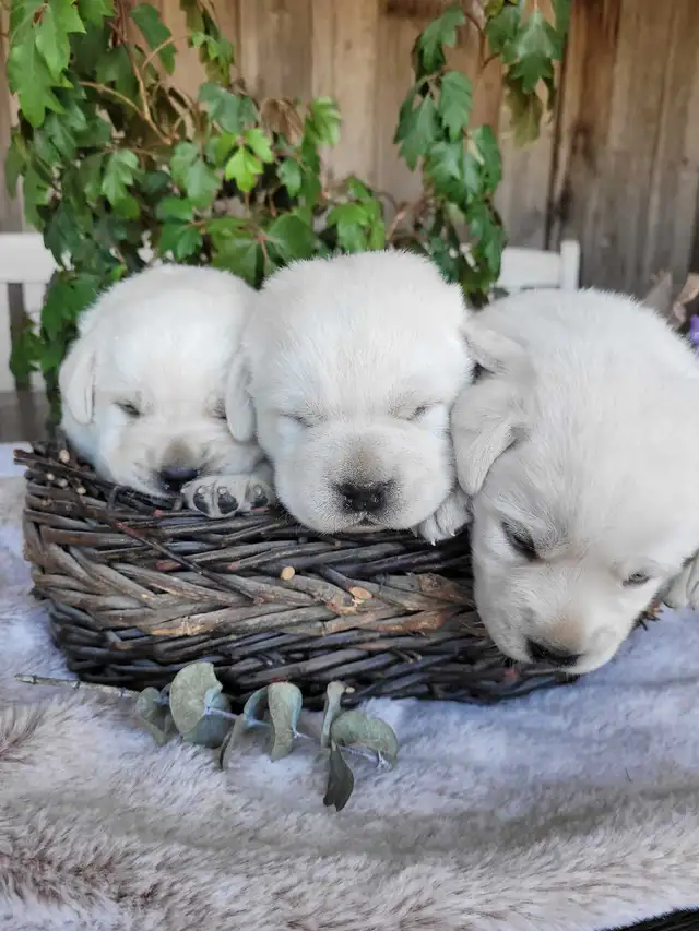 White / Yellow Lab Puppies - Photo 9