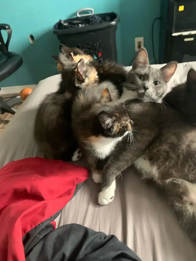 3 Kittens