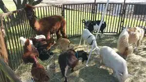 Wanted exotic birds, sheep, goats, emus, donkeys, miniture cows