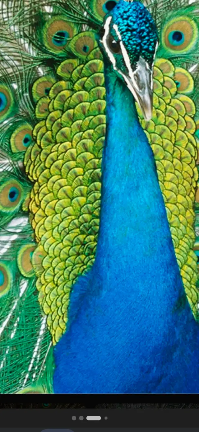 Wanted exotic birds, sheep, goats, emus, donkeys, miniture cows - Photo 2