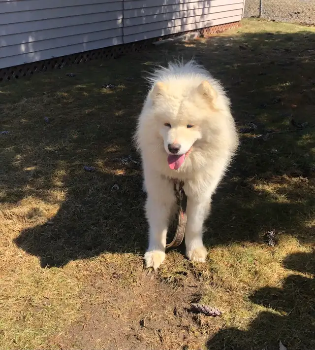 Mâle Samoyed pour vous servir