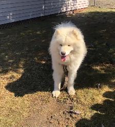 Mâle Samoyed pour vous servir