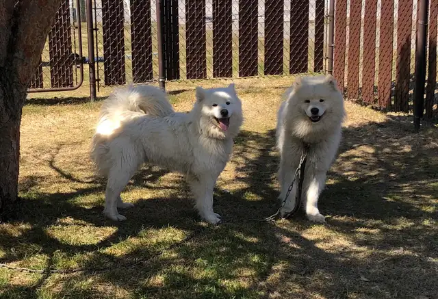 Mâle Samoyed pour vous servir - Photo 2
